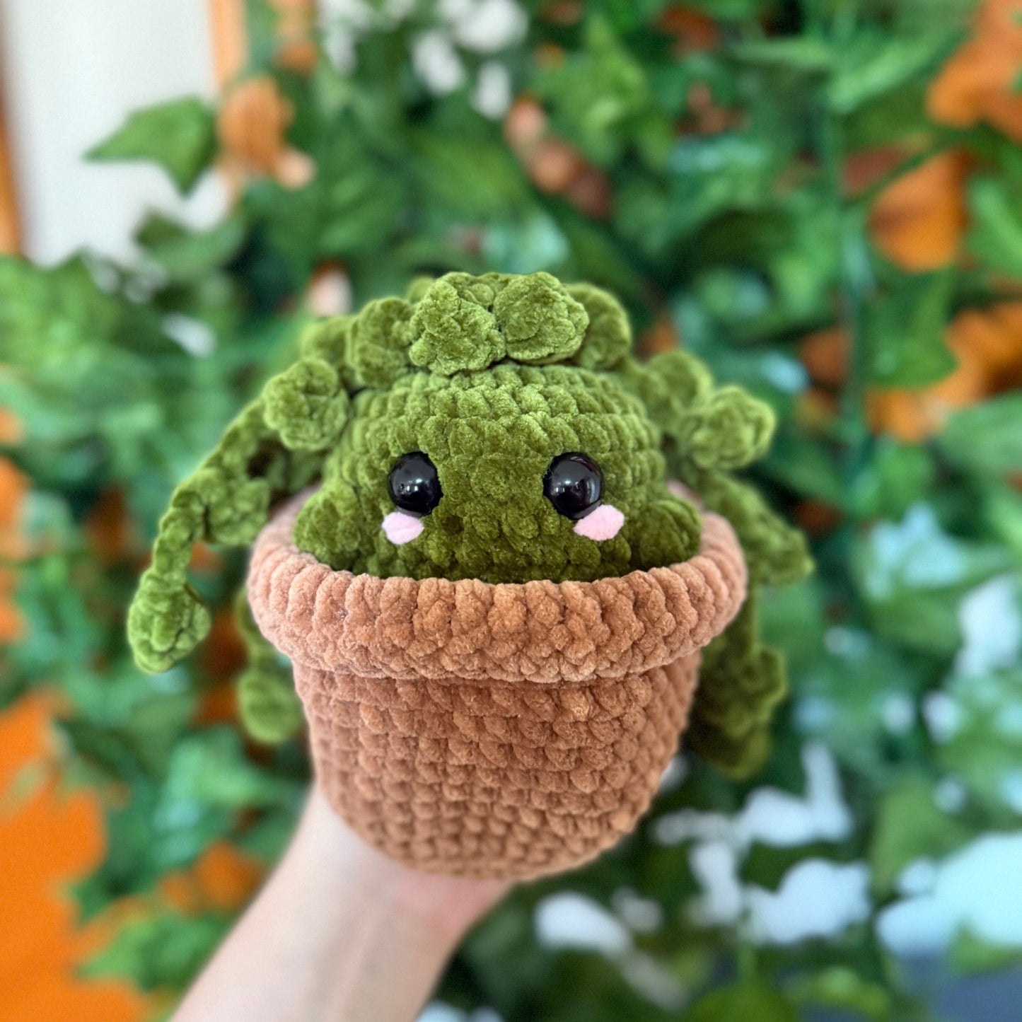 Plante Perles Mignonne