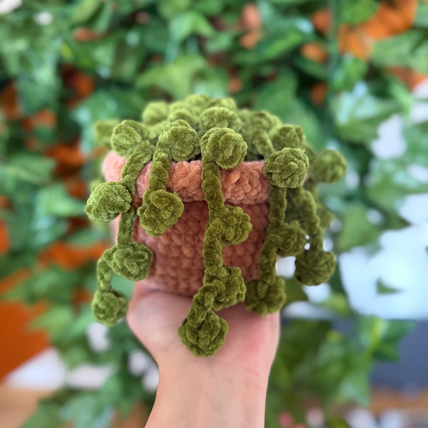 Plante Perles Mignonne